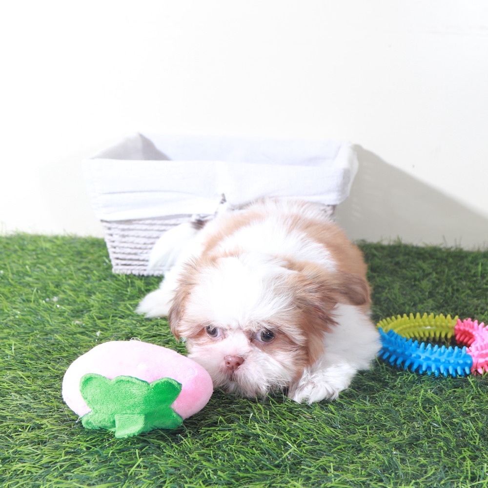 Millie-Sweet Female Shih-Tzu Puppy - Image 6