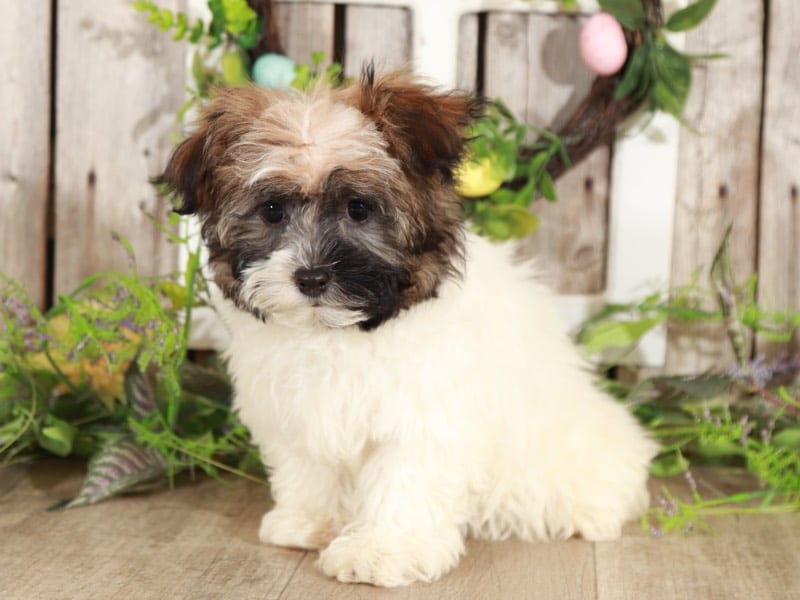 Millie - Lovley Havanese - Image 2