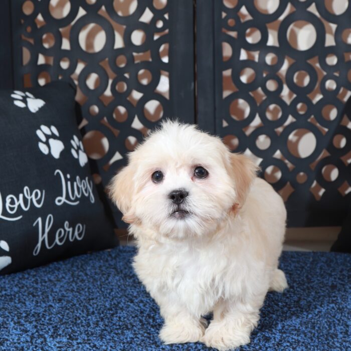 Milo-Precious Cream Teddy Bear - Image 2