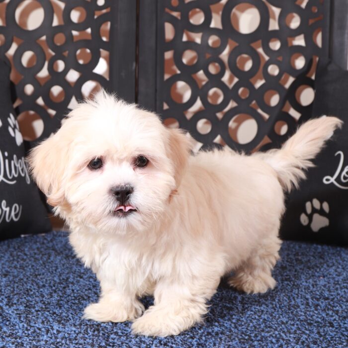 Milo-Precious Cream Teddy Bear - Image 3