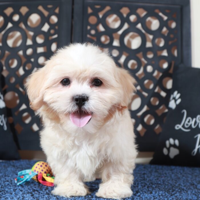 Milo-Precious Cream Teddy Bear - Image 4