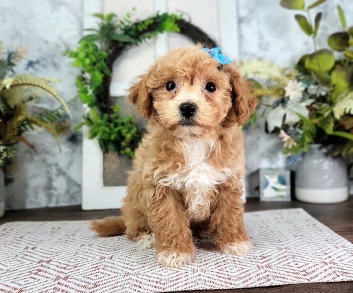 Mimi - Sweet Little Female Poochon Puppy - Image 2