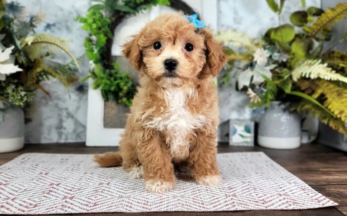 Mimi - Sweet Little Female Poochon Puppy