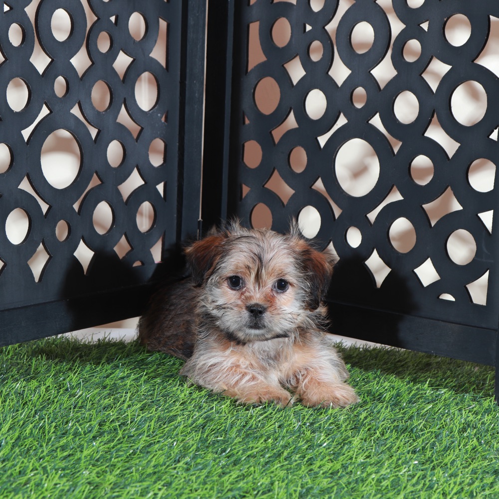 Minnie-Cutest Little Female Shorkie Puppy - Image 2