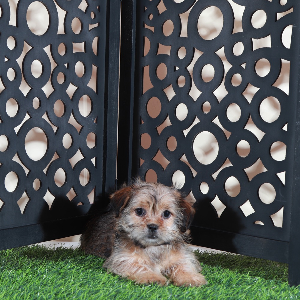 Minnie-Cutest Little Female Shorkie Puppy - Image 3