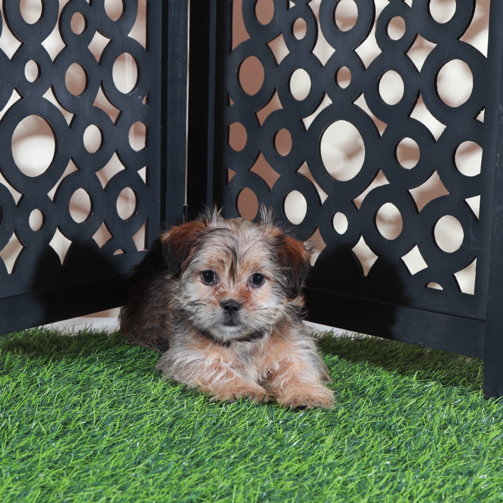 Minnie-Cutest Little Female Shorkie Puppy - Image 4