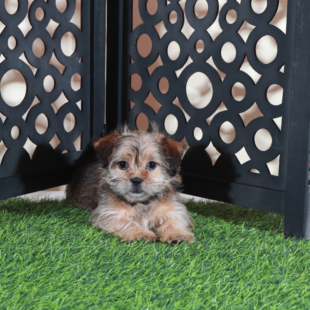 Minnie-Cutest Little Female Shorkie Puppy