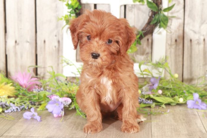 Minnie - Loving Cavapoo