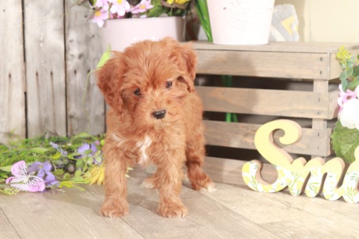 Minnie - Loving Cavapoo - Image 2