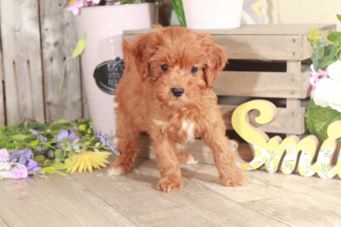 Minnie - Loving Cavapoo - Image 3