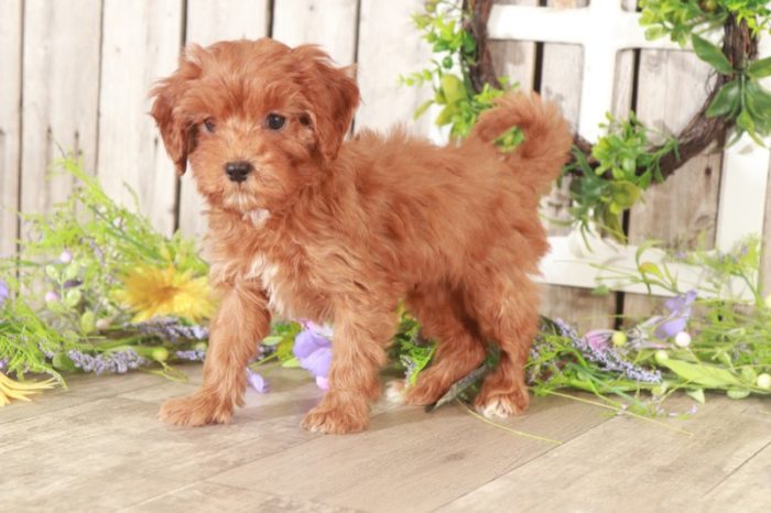 Minnie - Loving Cavapoo - Image 4
