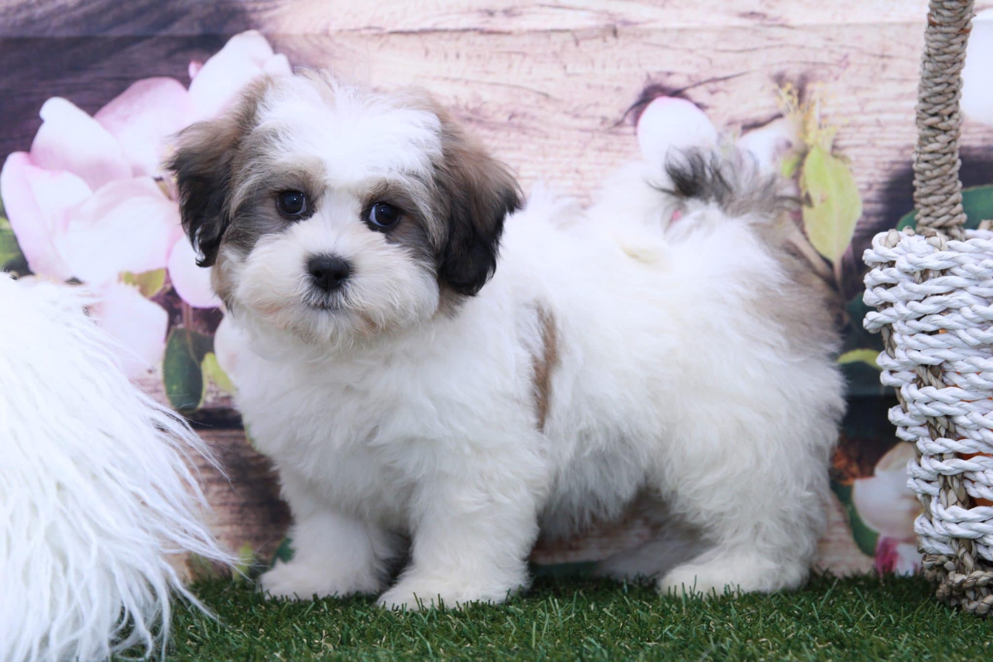 Minnie- Marvelous Little Female Teddy Bear Puppy - Image 3