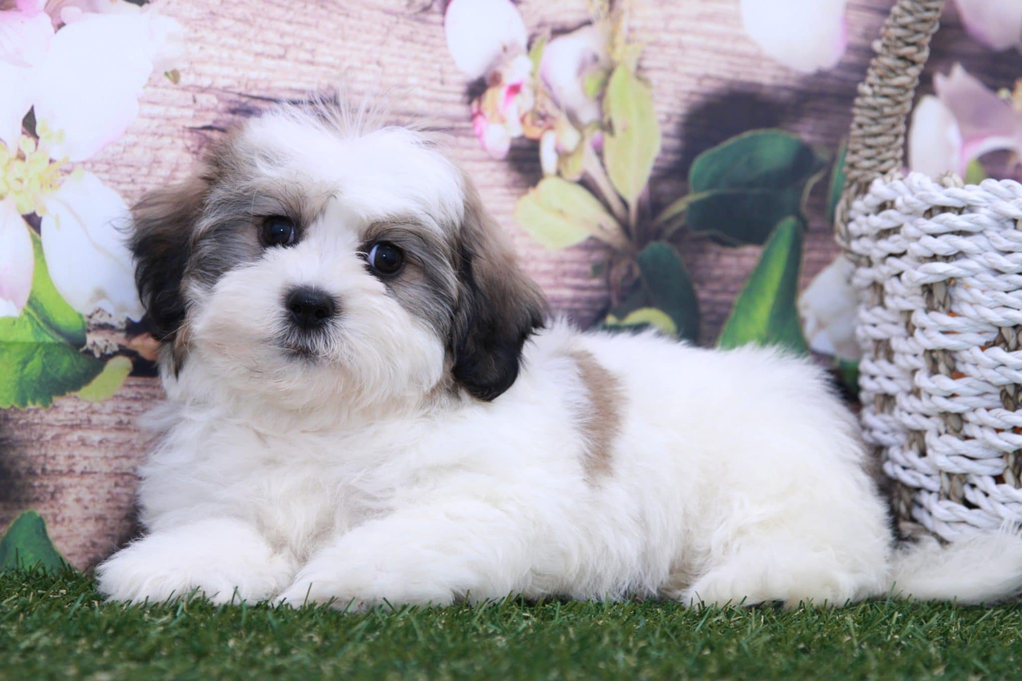 Minnie- Marvelous Little Female Teddy Bear Puppy - Image 4