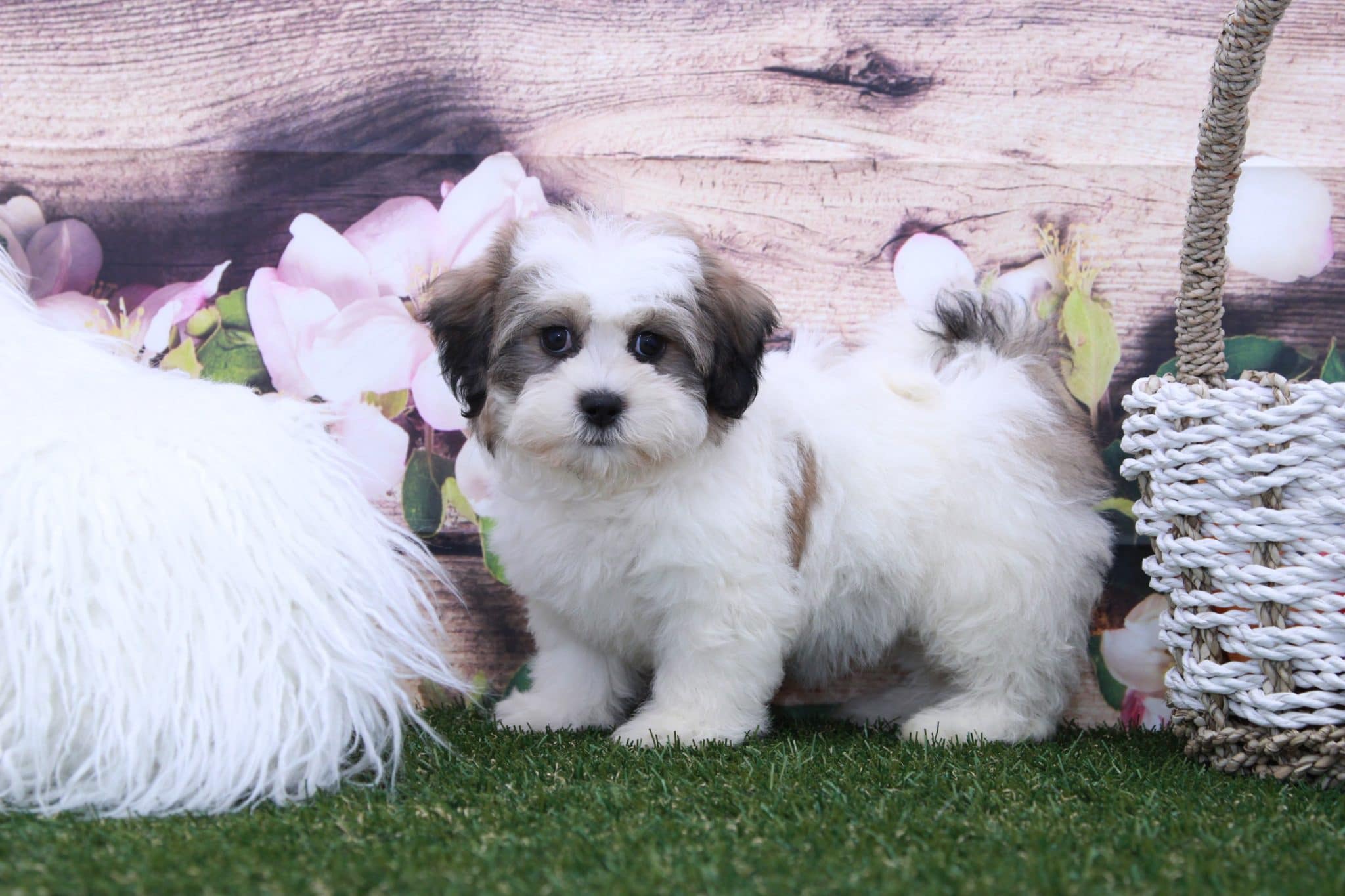 Minnie- Marvelous Little Female Teddy Bear Puppy - Image 5