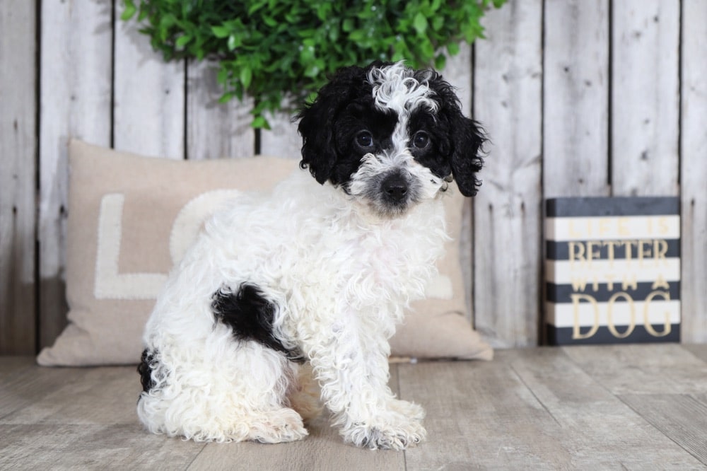 Mister - Studley Cavapoo - Puppies Online