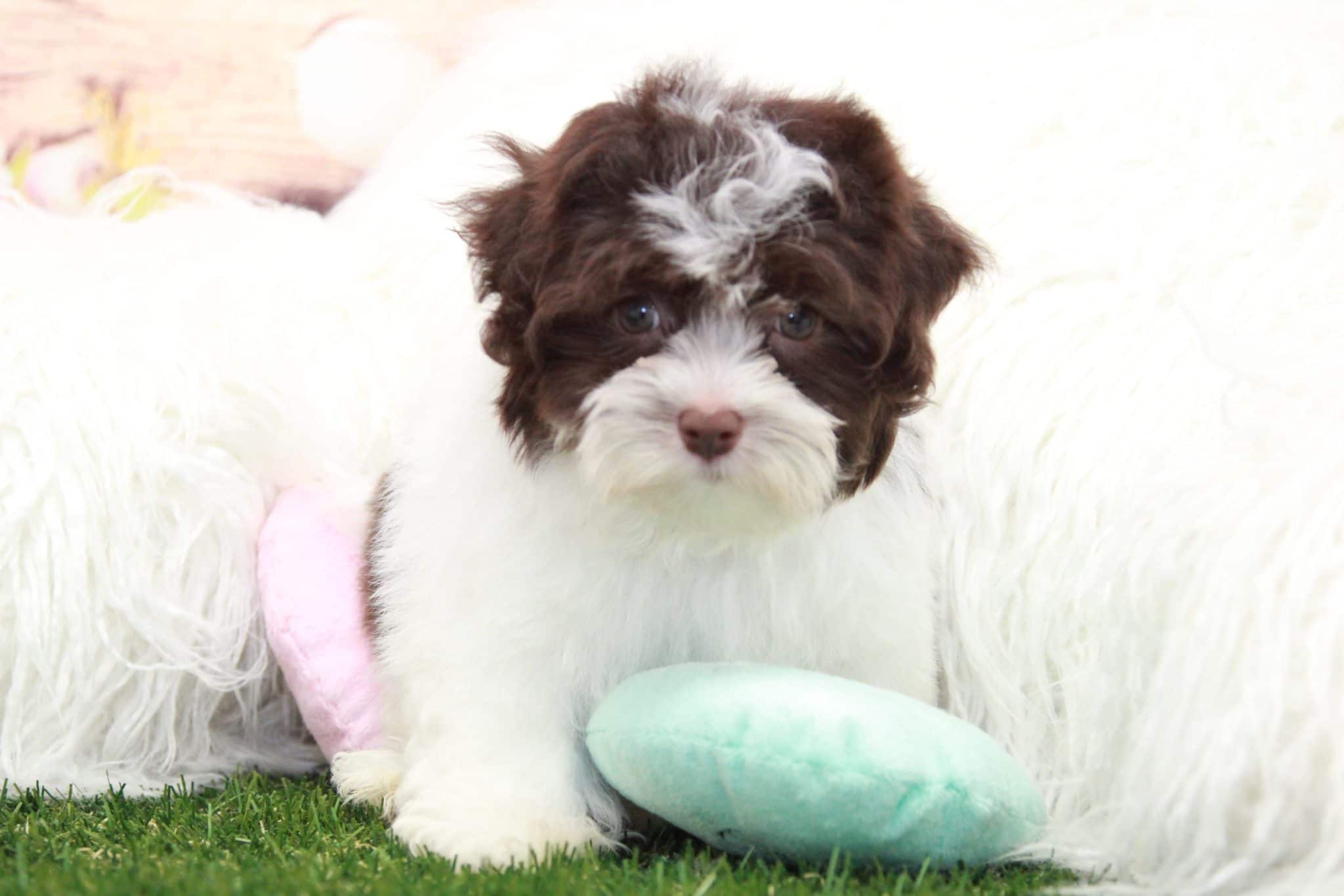 Roger- Delightful Little Havanese Puppy
