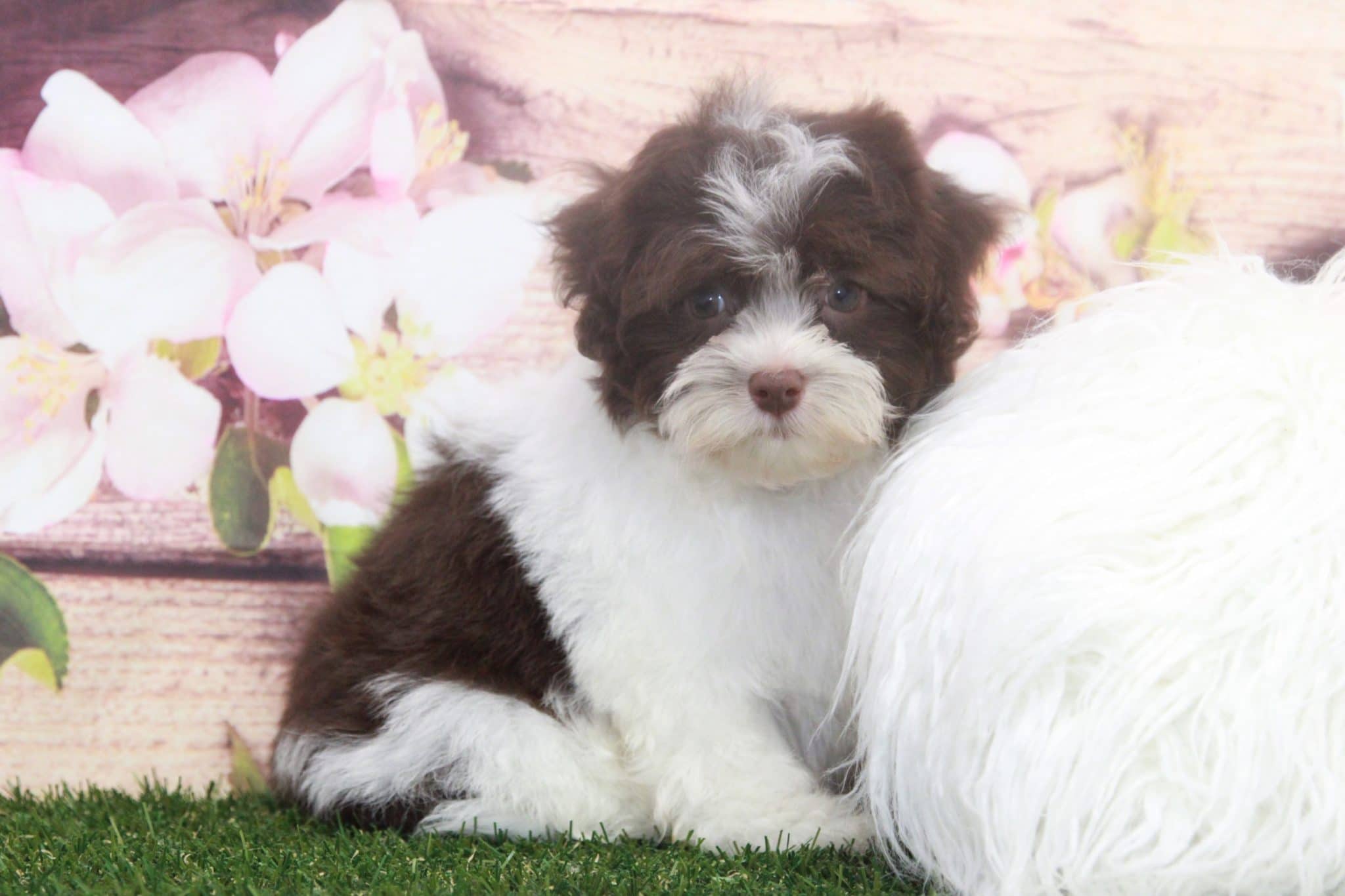 Roger- Delightful Little Havanese Puppy - Image 3