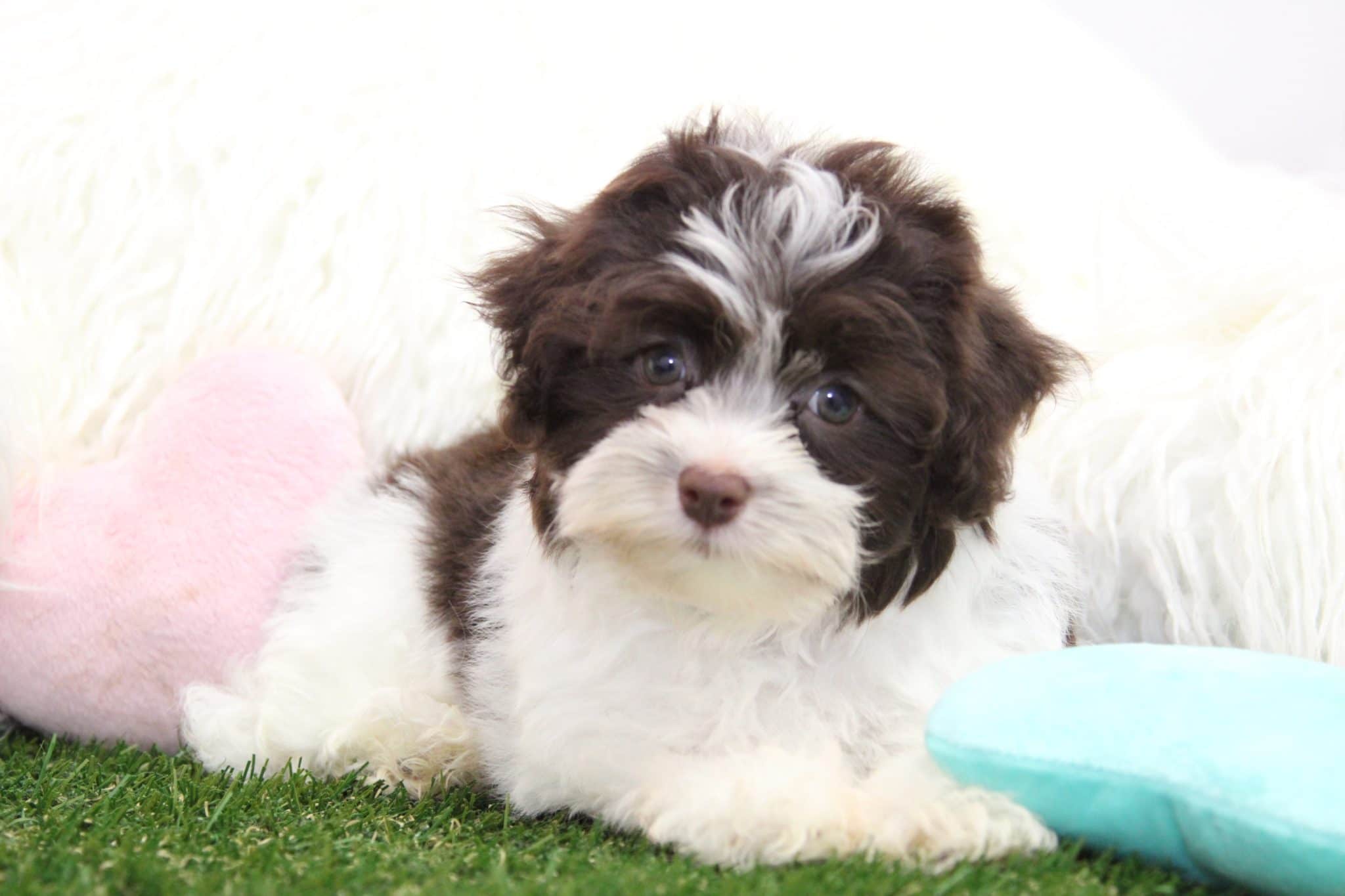Roger- Delightful Little Havanese Puppy - Image 4