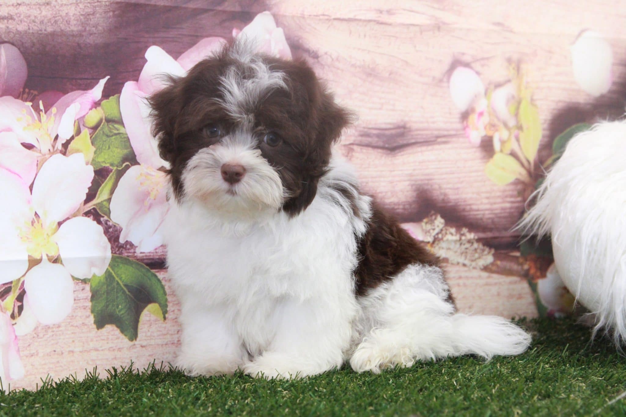 Roger- Delightful Little Havanese Puppy - Image 5