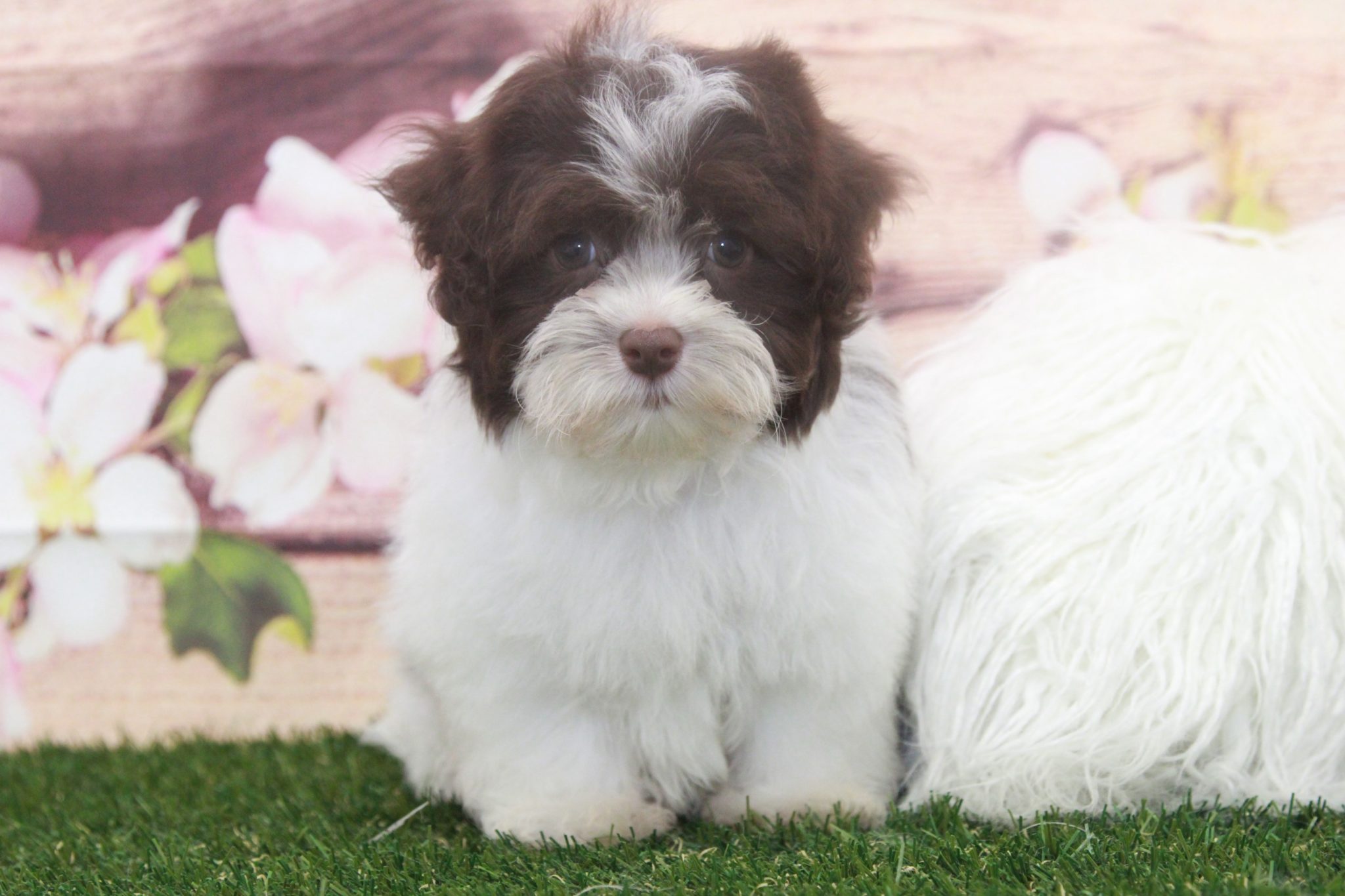 Roger- Delightful Little Havanese Puppy - Image 6