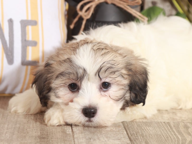 Mitzi - Darling Teddy Bear Puppy - Image 4