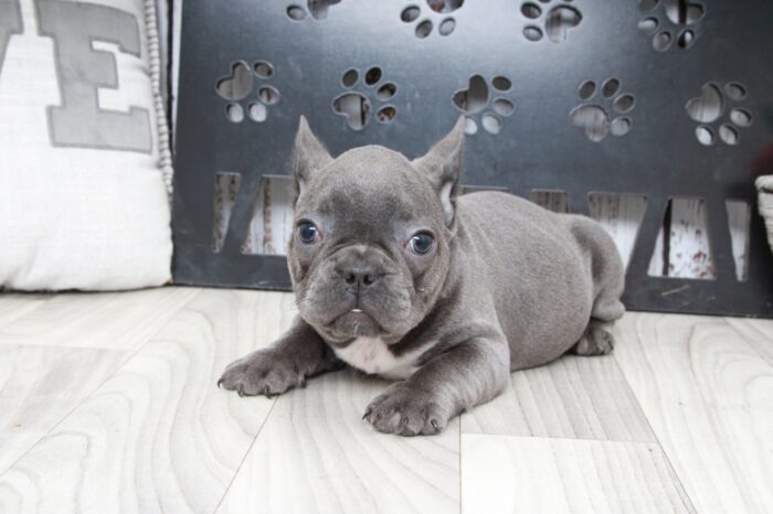 Mochi- Handsome Male AKC French Bulldog Puppy