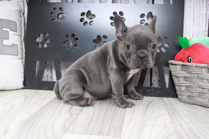 Mochi- Handsome Male AKC French Bulldog Puppy - Image 2