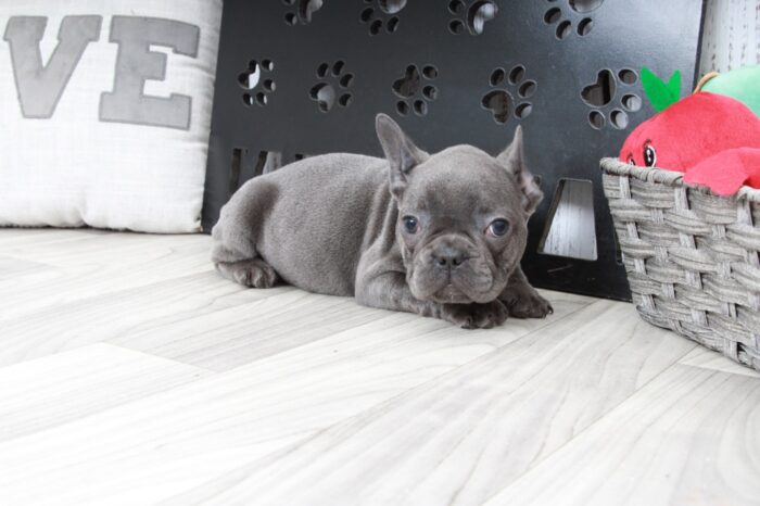Mochi- Handsome Male AKC French Bulldog Puppy - Image 5