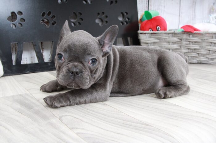 Mochi- Handsome Male AKC French Bulldog Puppy - Image 4
