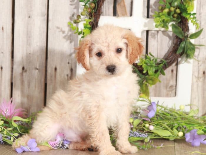 Mojo - Charsmatic Mini Poodle - Image 2