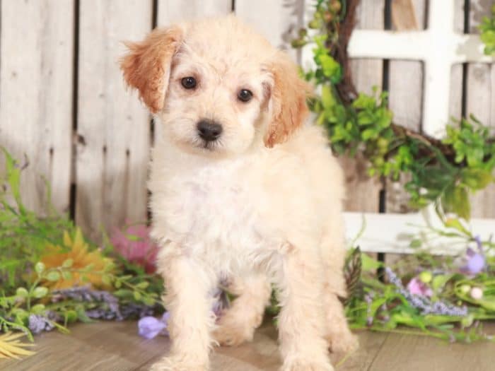 Mojo - Charsmatic Mini Poodle - Image 4