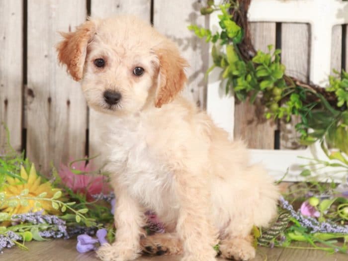 Mojo - Charsmatic Mini Poodle