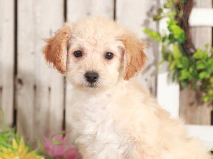 Mojo - Charsmatic Mini Poodle - Image 3