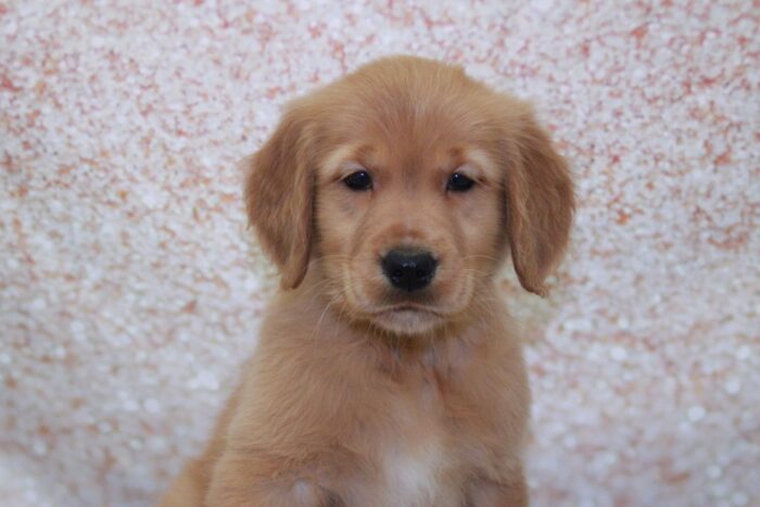 Molly- Stunning AKC Female Golden Retriever Puppy - Image 2
