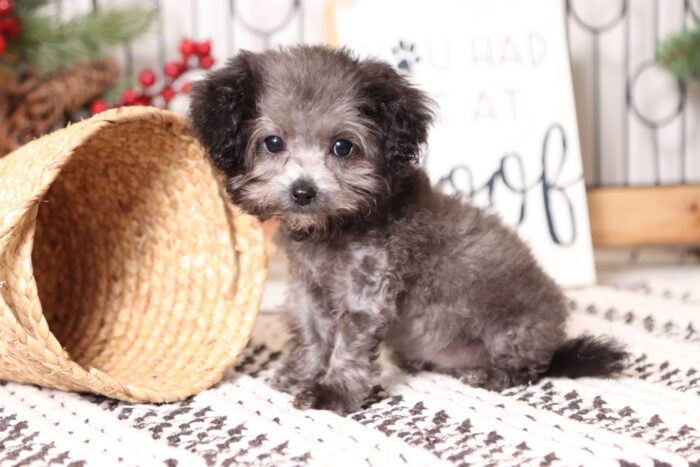 Molly - Loving Toy Silver Female Maltipoo Puppy