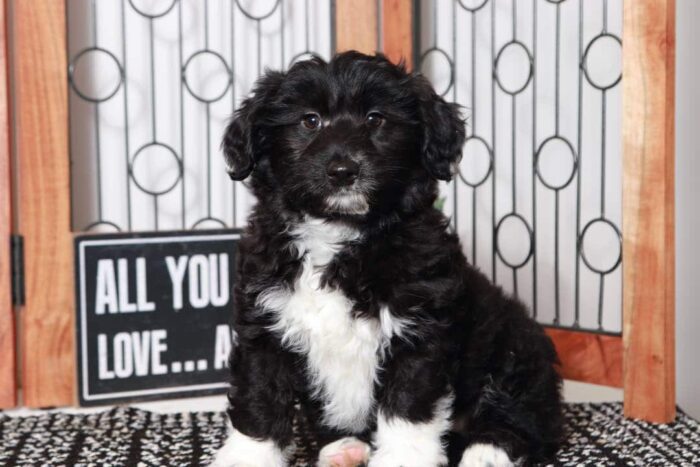 Molly- Sweet Black and White Female Mini Aussie-Poo Puppy