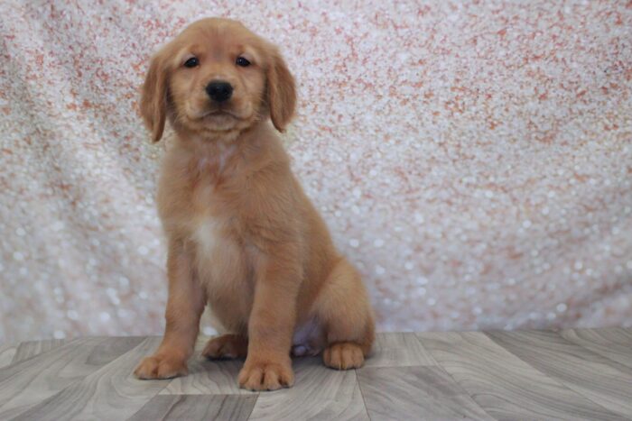 Molly- Stunning AKC Female Golden Retriever Puppy
