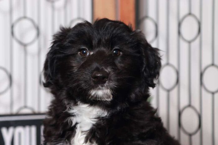 Molly- Sweet Black and White Female Mini Aussie-Poo Puppy - Image 2