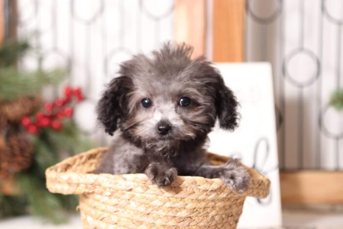 Molly - Loving Toy Silver Female Maltipoo Puppy - Image 3