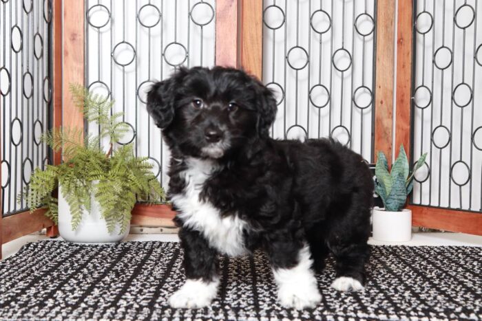 Molly- Sweet Black and White Female Mini Aussie-Poo Puppy - Image 3