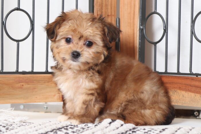 Molly- Happy Little F1B Female Yorkie-Poo Puppy - Image 4