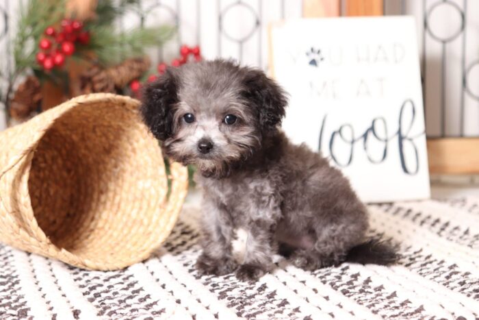 Molly - Loving Toy Silver Female Maltipoo Puppy - Image 4