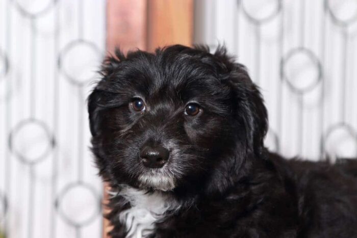 Molly- Sweet Black and White Female Mini Aussie-Poo Puppy - Image 4