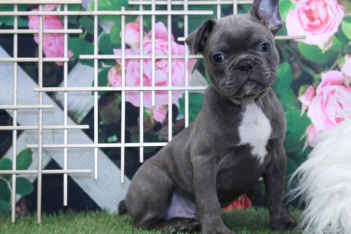 Monty - Handsome Male Frenchton Puppy
