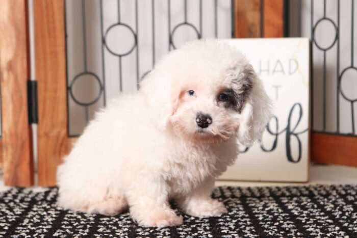 Monty- Sweet Male ACA Toy Poodle Puppy