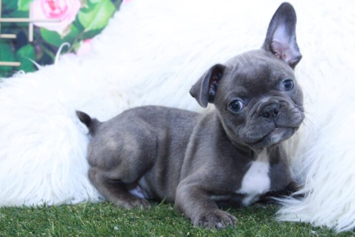 Monty - Handsome Male Frenchton Puppy - Image 2