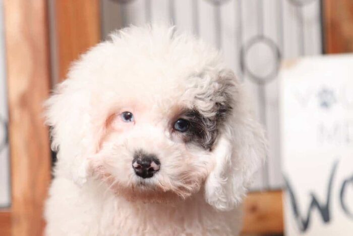 Monty- Sweet Male ACA Toy Poodle Puppy - Image 2