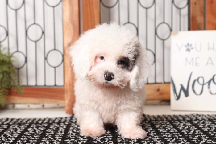 Monty- Sweet Male ACA Toy Poodle Puppy - Image 3