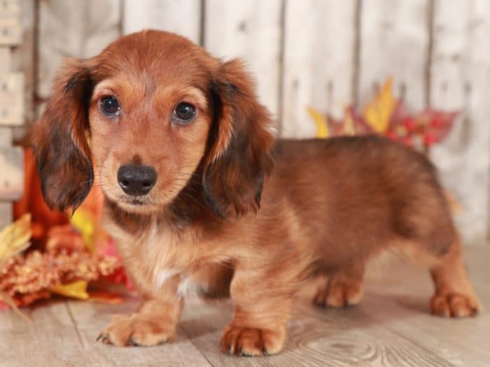 Moose - Stunning Dachshund