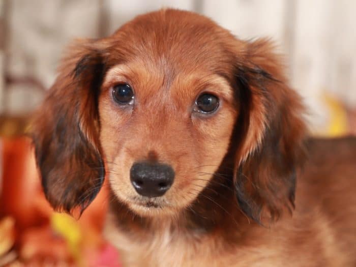 Moose - Stunning Dachshund - Image 4